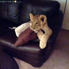 Des lionceaux scotchés devant Dora l'exploratrice