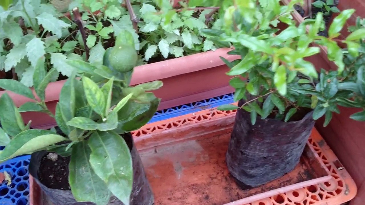 Frutales en maceta floración y frutos 1