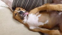 Meilleure sieste d'un chien comme un mec avec la langue sortie haha