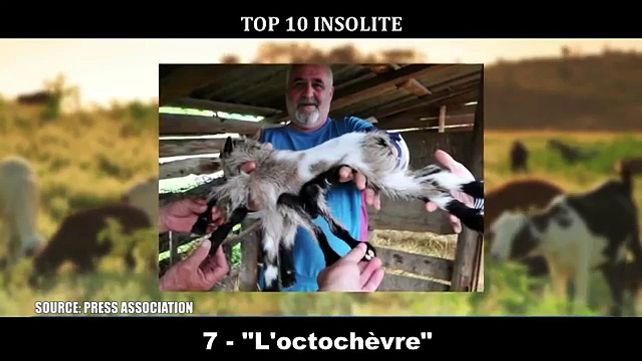10 ANIMAUX avec des MUTATIONS GÉNÉTIQUES EXTRAORDINAIRE !!! INCROYABLES Mutations Très RARE