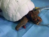 Kabuğu Yanan Kaplumbağaya 3D Baskı ile Kabuk Yapıldı