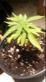 Week 1 day 3 of one the seedlings OUTDOOR MARIJUANA GROW