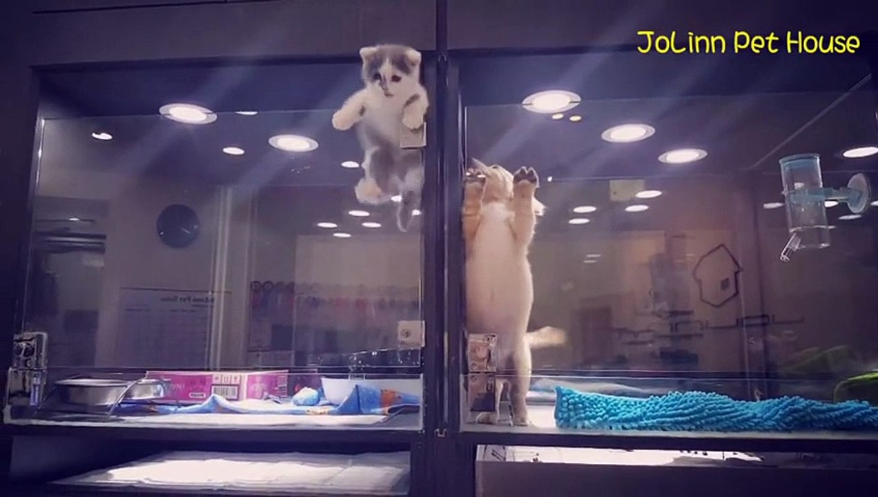Adorable : ce chaton s'échappe pour jouer avec un chiot