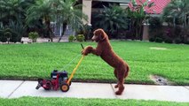 Super Dog Max let's Ruby mow the lawn!