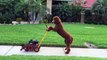 Super Dog Max let's Ruby mow the lawn!