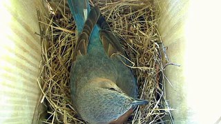 Bluebirds Nest 2 Egg 4