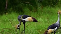 Crested Cranes - Nakaseke District, Uganda