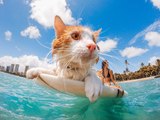 Cats who like to swim