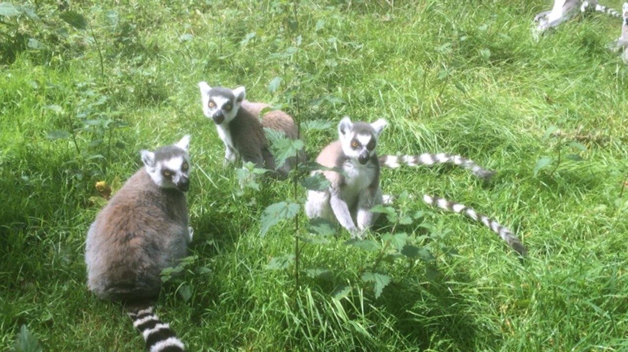 Zoo de Jurques: deux jours pour protéger les lémuriens