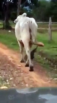 Ce zébu a une énorme paire de couilles