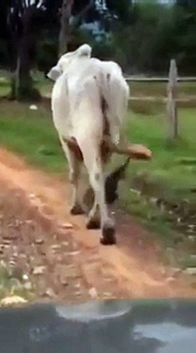 Ce zébu a une énorme paire de couilles