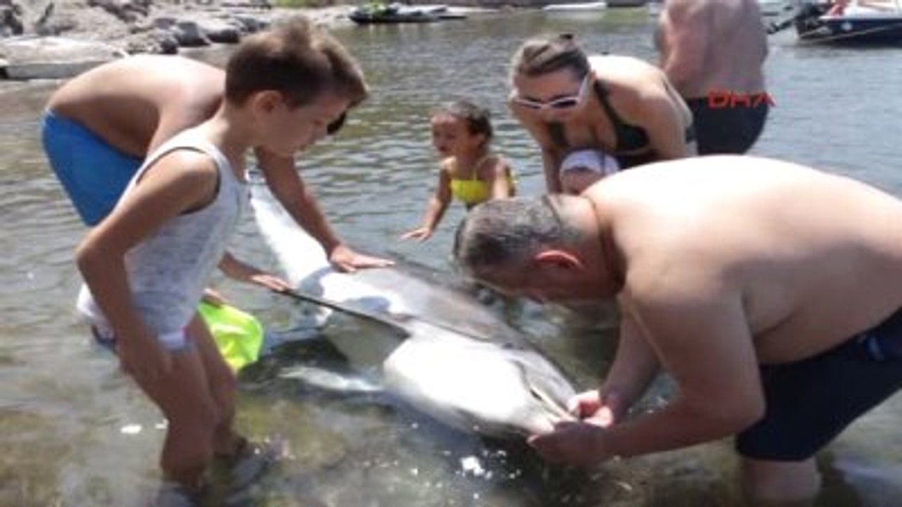 Balıkesir Ayvalık'ta Ölü Yunus Karaya Vurdu