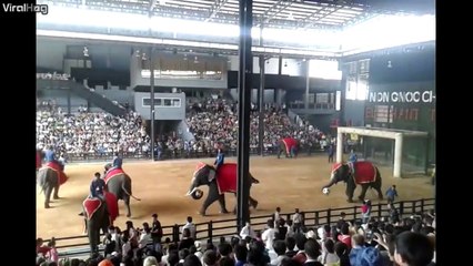 Gros match de foot entre... elephants