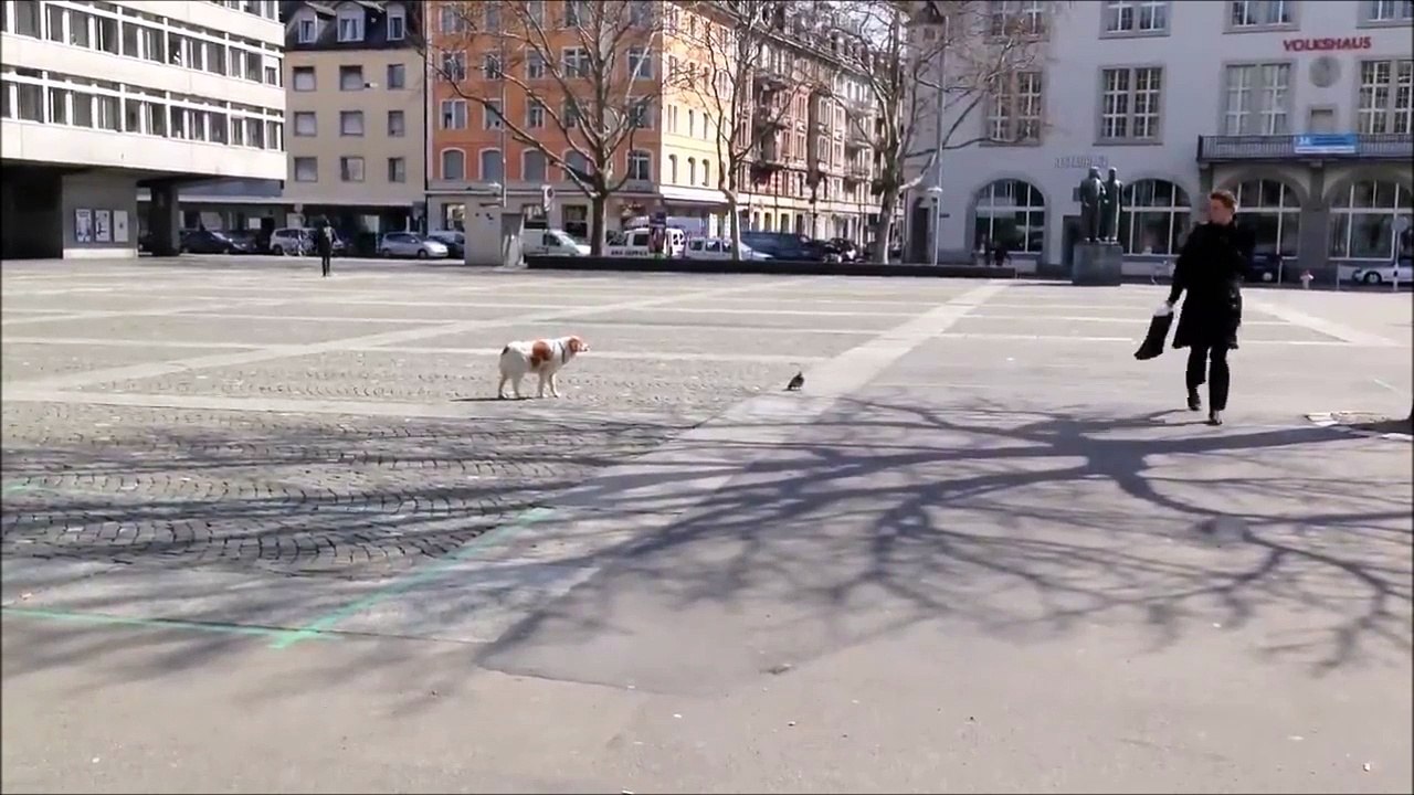 Ce chien se la joue au ralenti pour attraper un pigeon