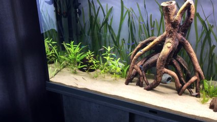 Cardinalis & Nez rouge