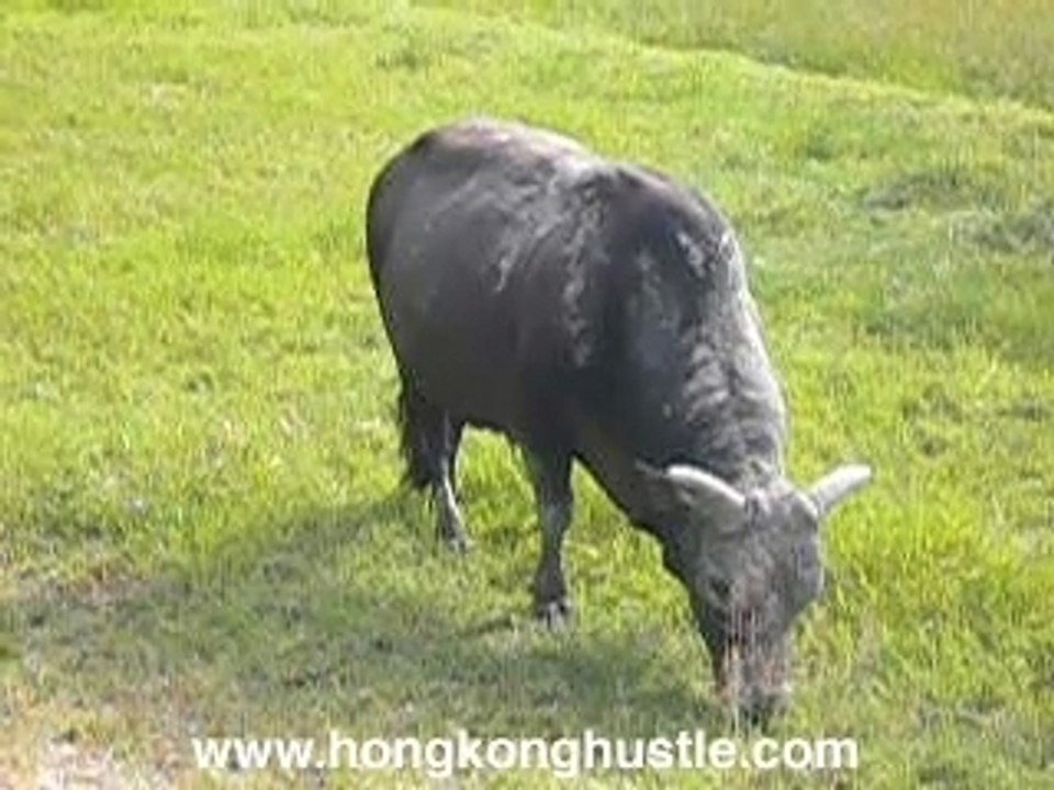 Hong Kong Cow Sai Kung Big Wave Volar Bay beach party
