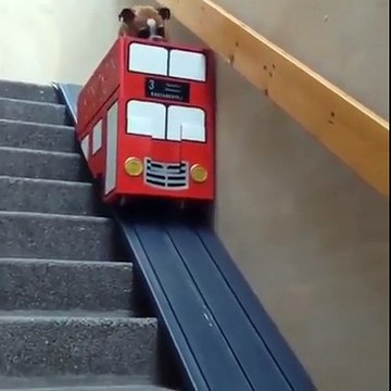 Un bulldog très paresseux descend les escaliers à sa manière