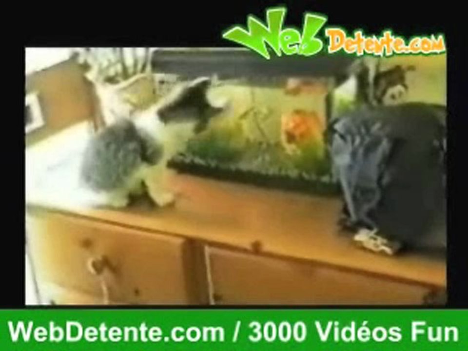 Funny cats 3