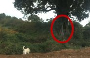 Real ghost Videos - Real Ghost Caught on Camera - Ghost Under Tree