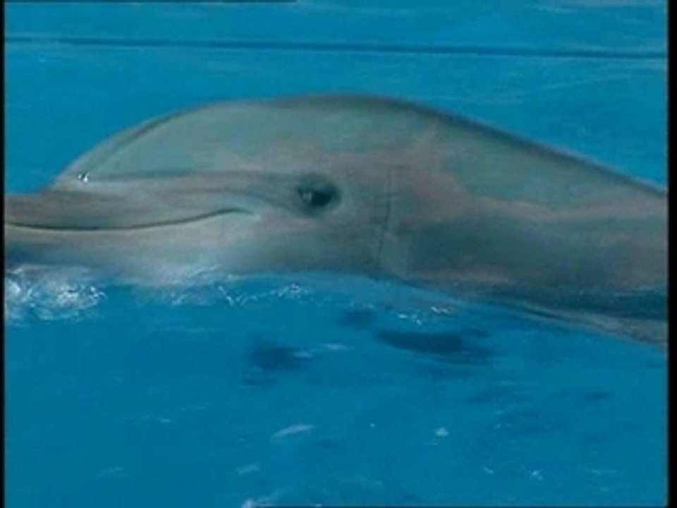 Das-Ganze-Leben-Ist-Eine-Wundertüte