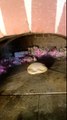 Baking pita bread in a wood-fired oven