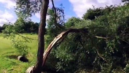 Tree Surgery Golf Course Nottingham - Tel 07905675171 - Nottingham Tree Surgeons