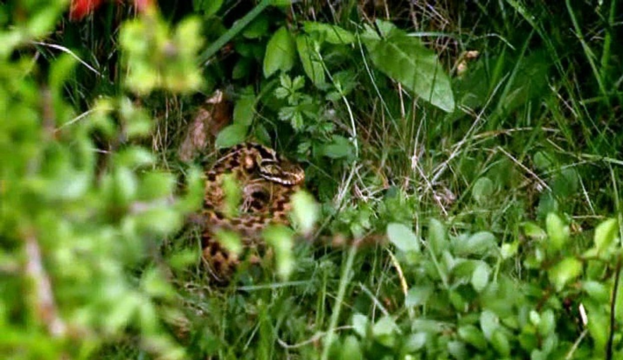 Great British Railway Journeys - S03E09 - Brockenhurst To Poole