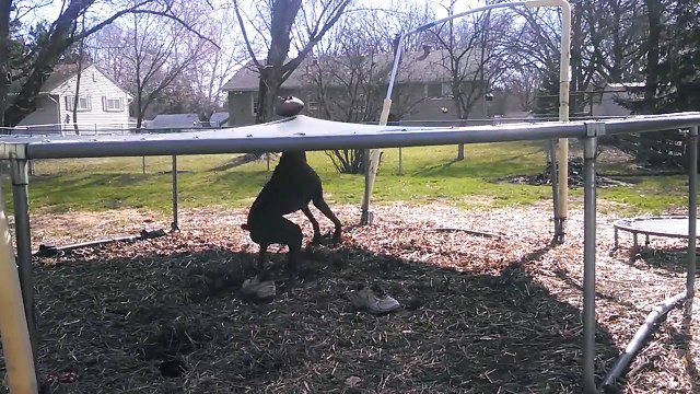 Funniest Cute Animal & Pets Home Video Bloopers of 2016 Weekly Compilation | Kyoot Animals