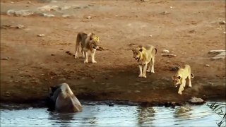 Lions Attack Rhino