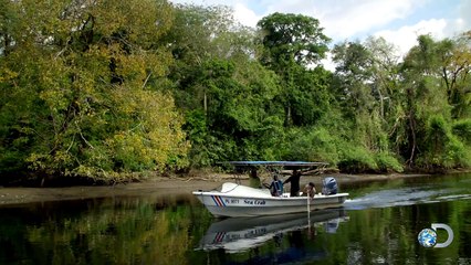 Why Do Young Bull Sharks Enter Rivers?