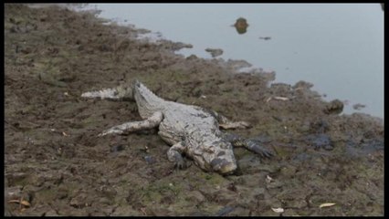 Sequía agravada en el Pilcomayo genera la muerte de yacarés en Paraguay