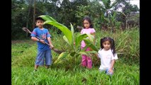 Let's plant 1000 trees in the Amazon rainforest this summer!
