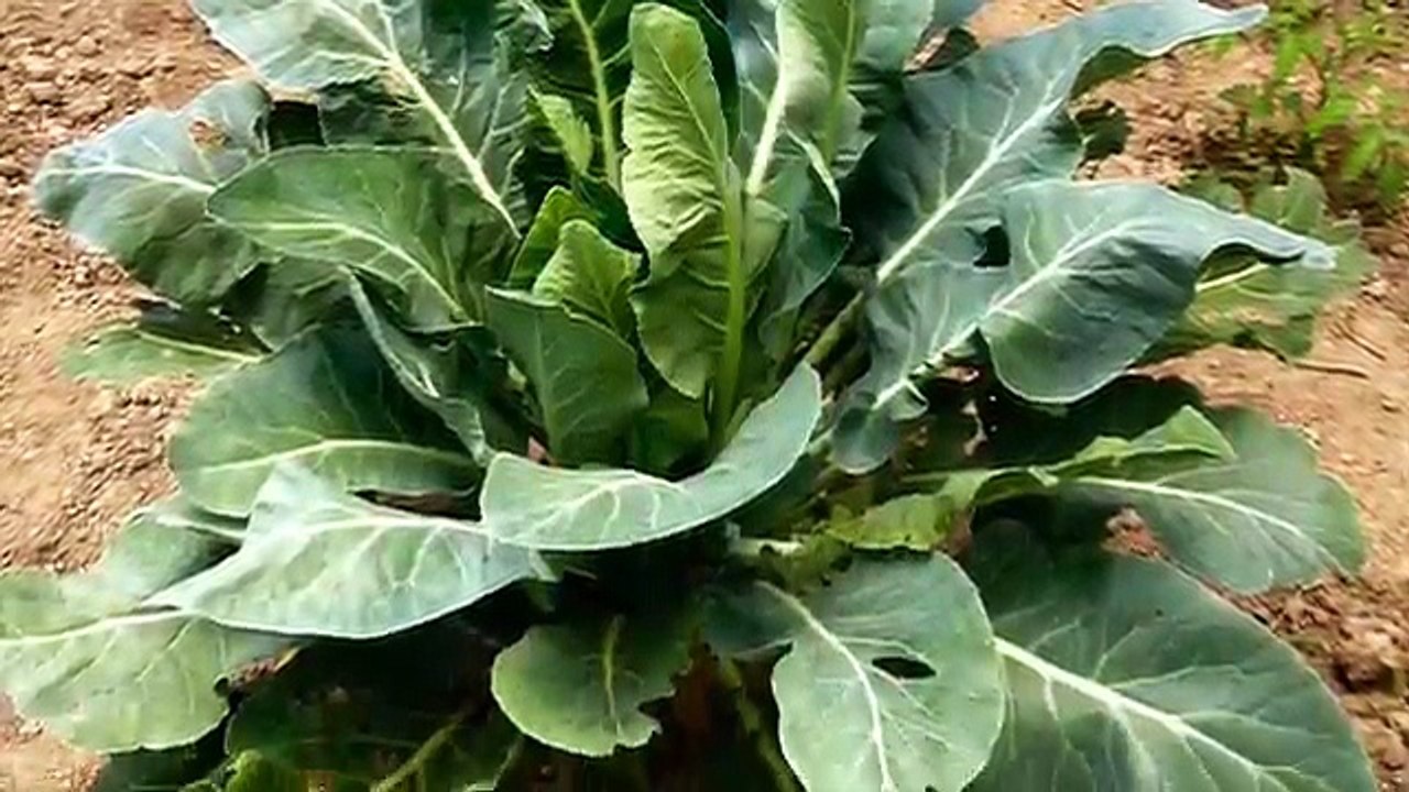 Indreni Vegetable Garden