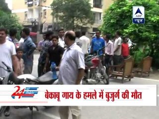 Vasundhara: Cow tramples elderly couple, husband dies