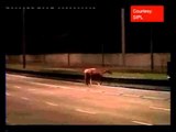 Car crashes into horse on Brazil highway