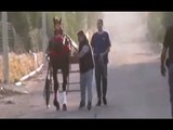 Catania - Bloccata corsa clandestina di cavalli a Palagonia (27.06.16)