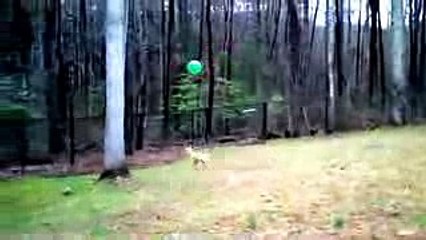 Animals got Talent