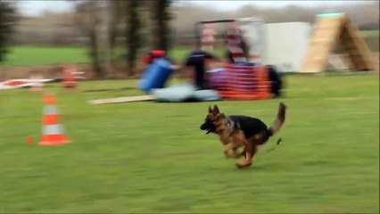 Berger allemand dresseur fou !