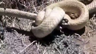 Snakes fighting very rare video