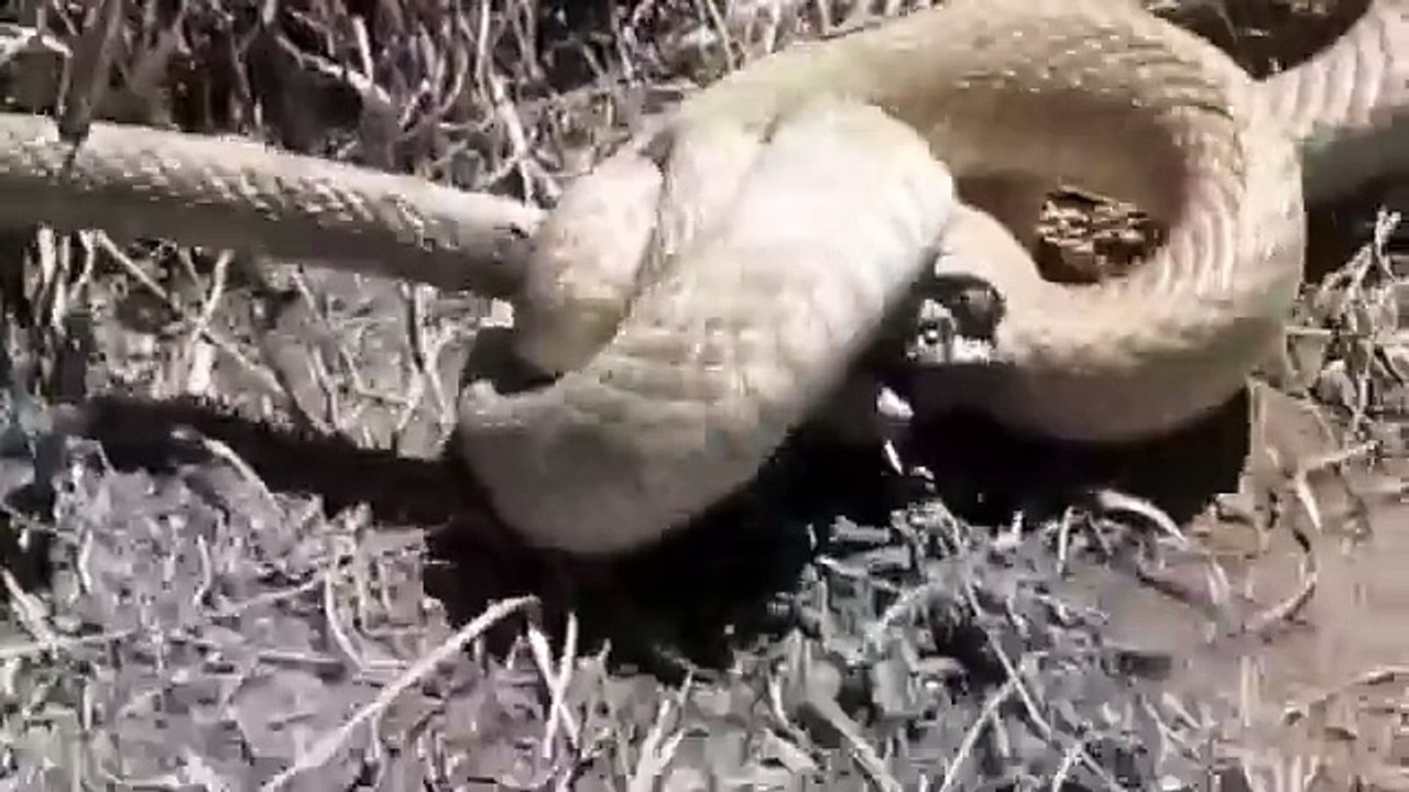 Snakes fighting very rare video