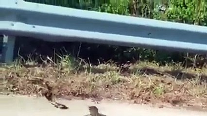 When the pups are life-threatening, the brave mother rats had their dose with solid stormed to protect children.