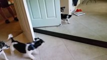 Puppies see themselves in mirror