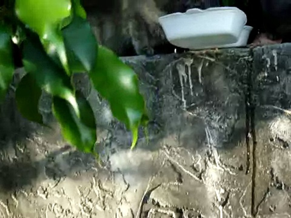 matando un gato 1