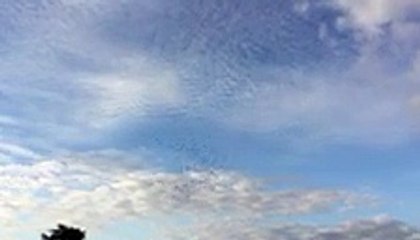 Lâcher à Luneville le 3 juillet à 7h00