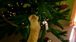 Tao i l'arbre de Nadal 2