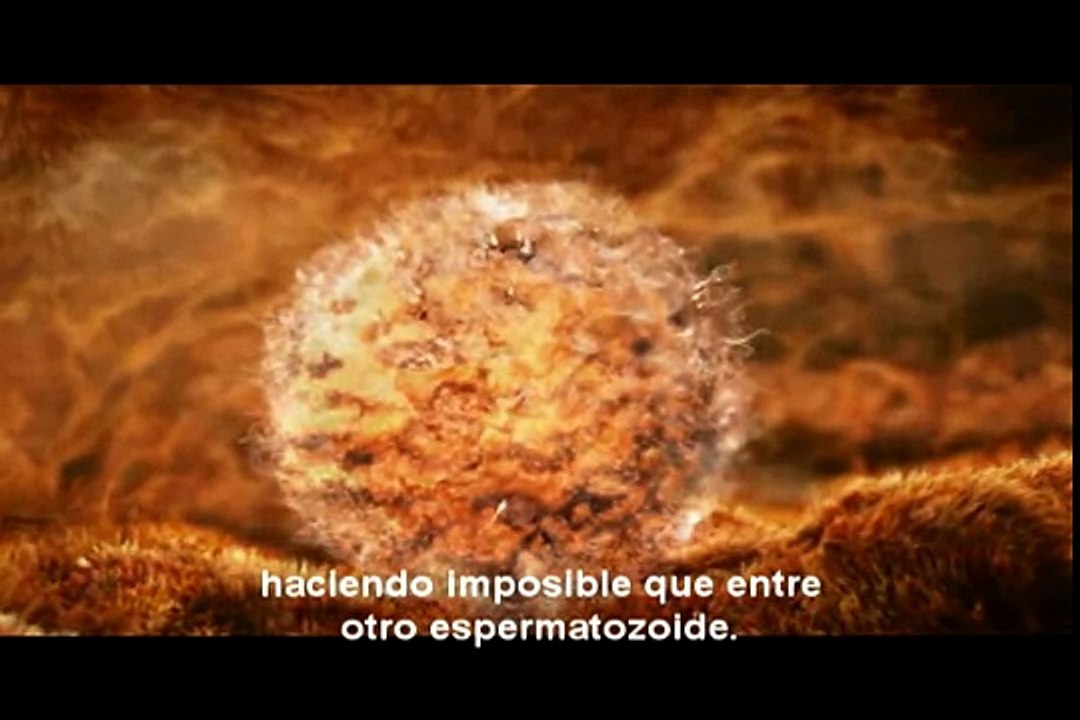 Desarrollo Embrionario 1 y 2 semanas