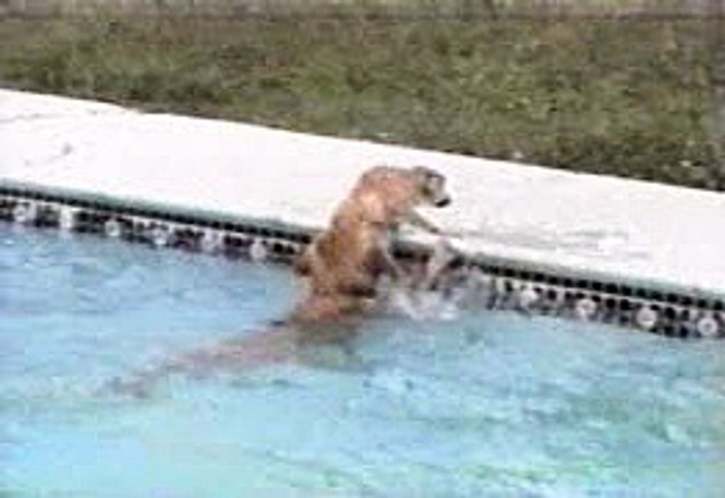 Dog Rescue Dog | Funny Animal | Funny Dog | Funny Clips