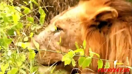 Lion vs Anaconda real fighting