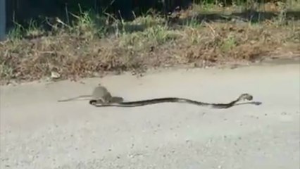 Maman rat attaque un serpent pour libérer son petit !