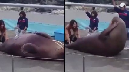 Un phoque fait des abdos !